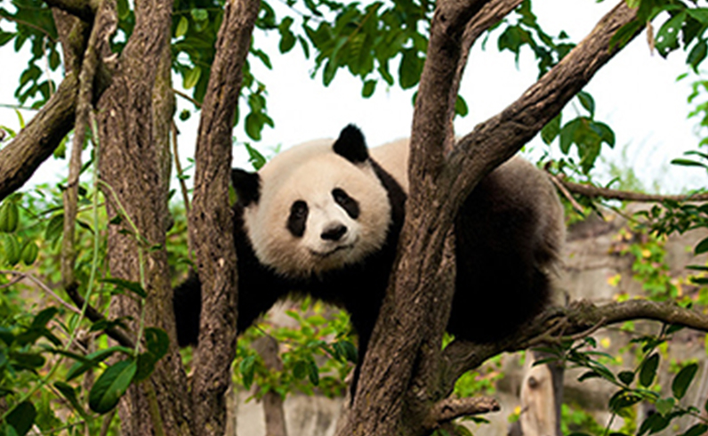 חבילות בייג'ין