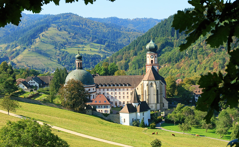 חבילות היער השחור