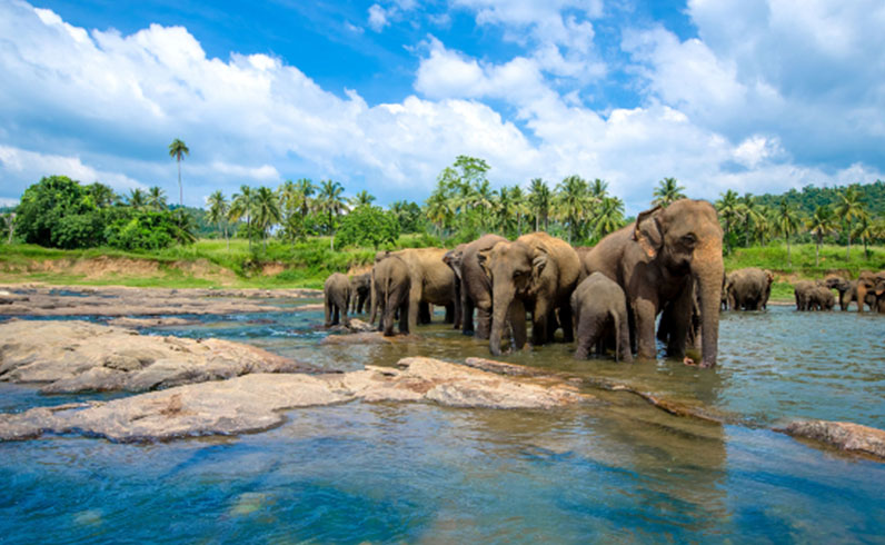 חבילות קולומבו